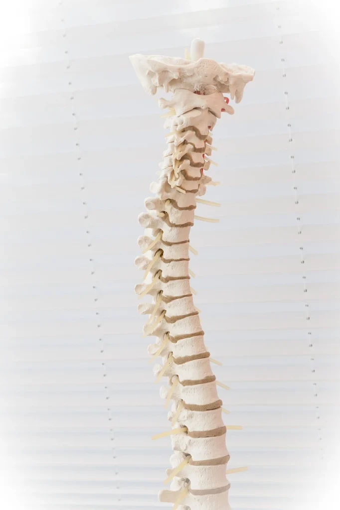 spine, disc, and joints are things our chiropractor in Dallas Texas can help with.